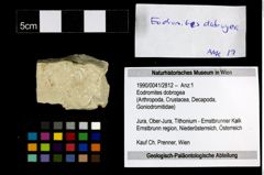 Foto (Objekt + Etiketten) von Eodromites dobrogea 